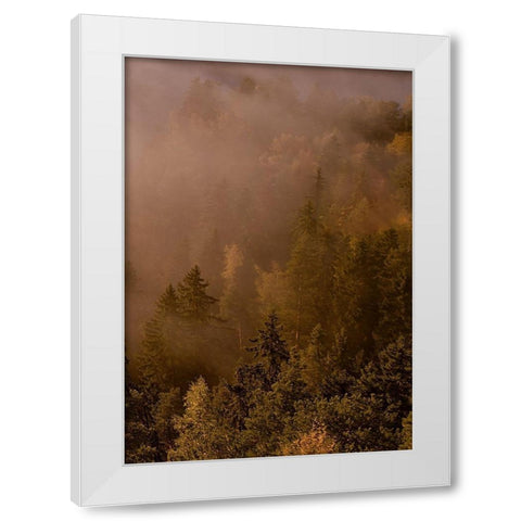 Autumn Forest White Modern Wood Framed Art Print by PhotoINC Studio