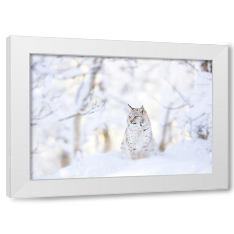 Snow lynx White Modern Wood Framed Art Print by PhotoINC Studio