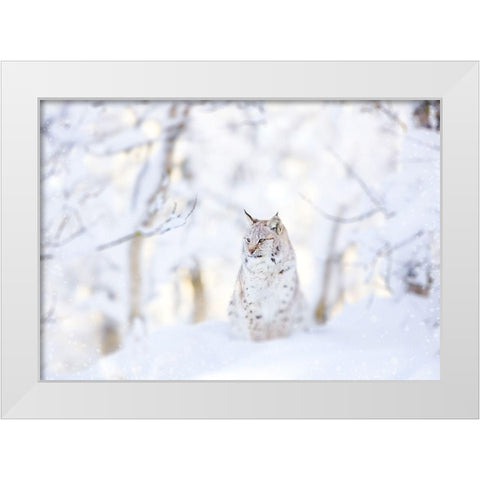 Snow lynx White Modern Wood Framed Art Print by PhotoINC Studio