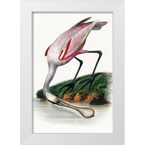 Spoonbill White Modern Wood Framed Art Print by Incado