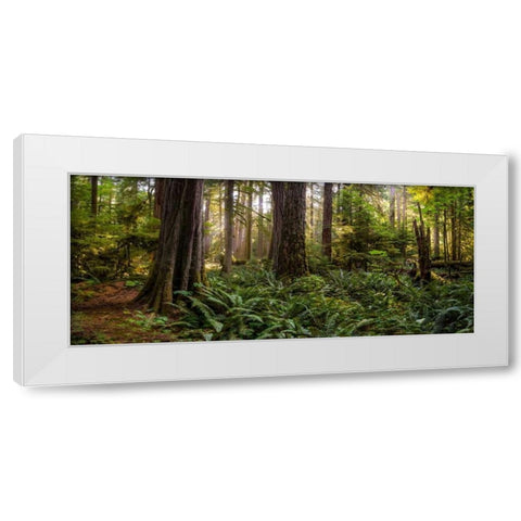 Cathedral Forest White Modern Wood Framed Art Print by Kostka, Vladimir