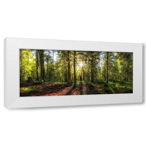 Golden Forest White Modern Wood Framed Art Print by Kostka, Vladimir