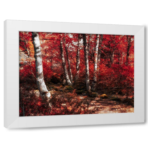 Red Trees Path White Modern Wood Framed Art Print by Kostka, Vladimir