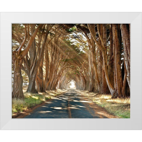 Cypresses White Modern Wood Framed Art Print by Klug, Alan