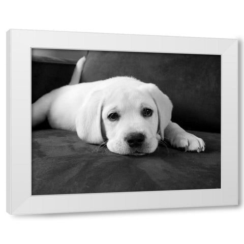 Finn White Modern Wood Framed Art Print by Levin, Kim