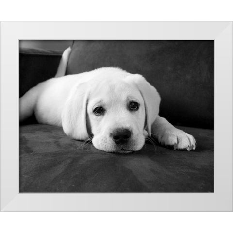 Finn White Modern Wood Framed Art Print by Levin, Kim