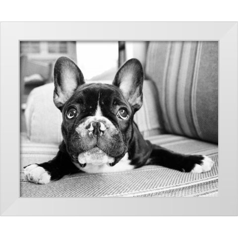 Hugo White Modern Wood Framed Art Print by Levin, Kim