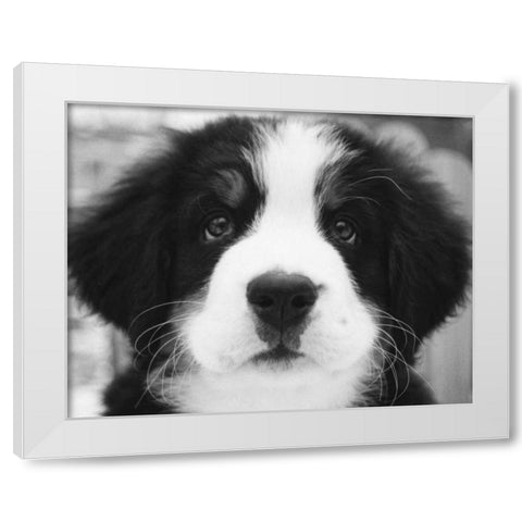 Ben White Modern Wood Framed Art Print by Levin, Kim