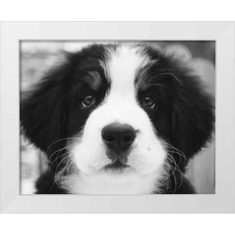 Ben White Modern Wood Framed Art Print by Levin, Kim