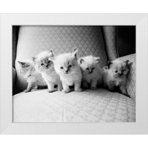Five Kittens White Modern Wood Framed Art Print by Levin, Kim