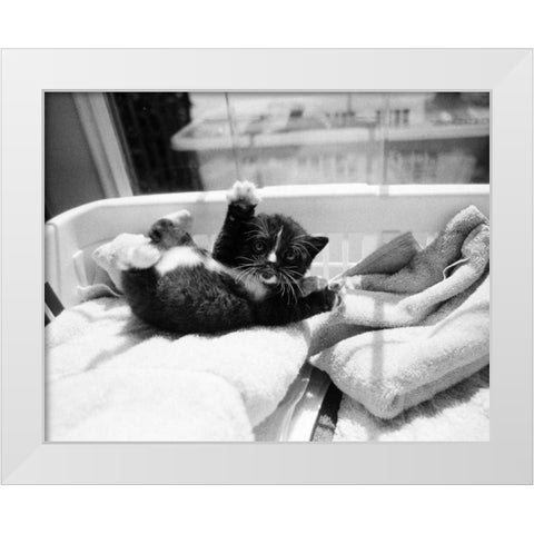 Kitten Laundry White Modern Wood Framed Art Print by Levin, Kim
