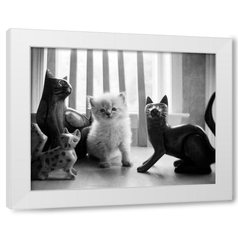 Ragdoll Kitten White Modern Wood Framed Art Print by Levin, Kim