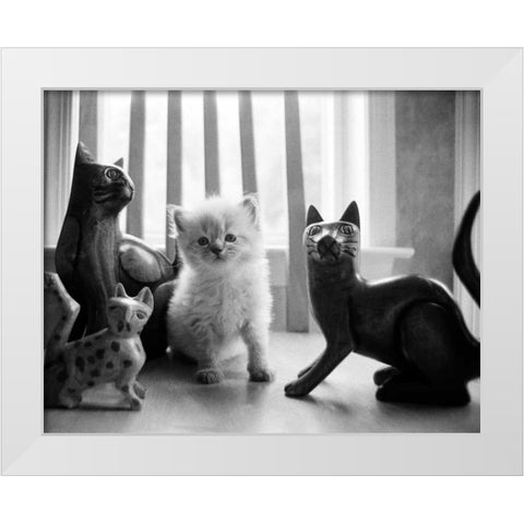 Ragdoll Kitten White Modern Wood Framed Art Print by Levin, Kim
