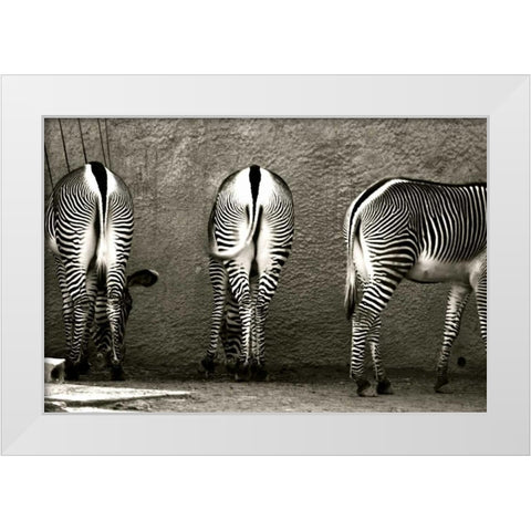 Zebra Butts White Modern Wood Framed Art Print by Lawhorn, Courtney