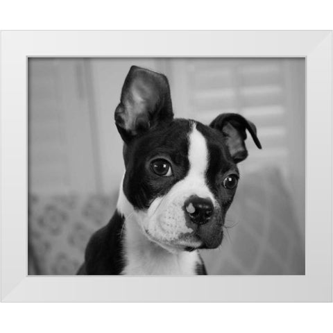 Hugo the Thinker White Modern Wood Framed Art Print by Levin, Kim