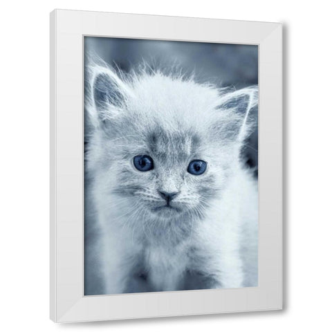 Blue Kitty White Modern Wood Framed Art Print by Louise, Tracie