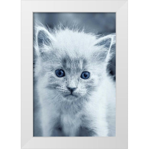 Blue Kitty White Modern Wood Framed Art Print by Louise, Tracie