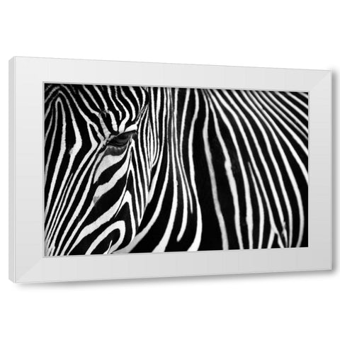Zebra in Lisbon Zoo White Modern Wood Framed Art Print by Mumford, Andy