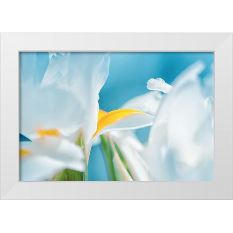 Vibrance White Modern Wood Framed Art Print by Marie, Dina
