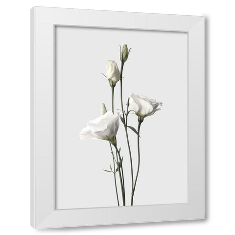Lisianthus White White Modern Wood Framed Art Print by Design Fabrikken