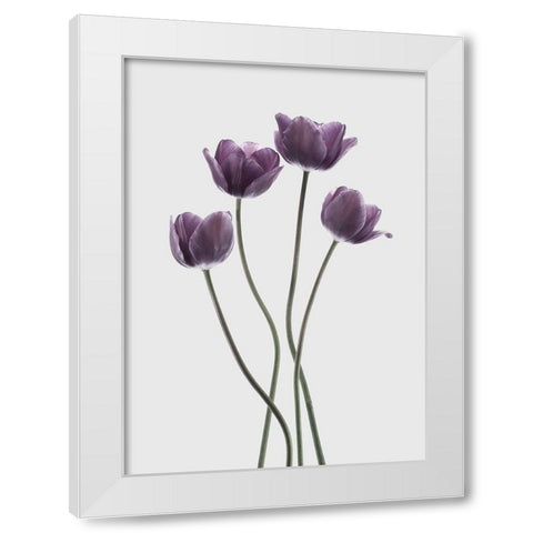 Tulips Purple White Modern Wood Framed Art Print by Design Fabrikken