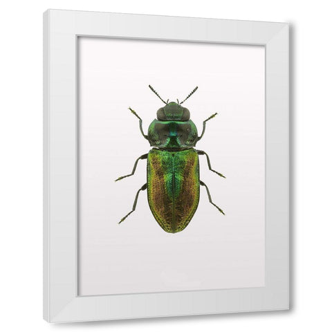 Beetle 1 White Modern Wood Framed Art Print by Design Fabrikken