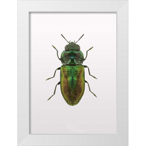Beetle 1 White Modern Wood Framed Art Print by Design Fabrikken