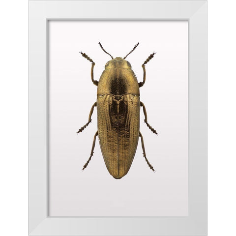 Beetle 4 White Modern Wood Framed Art Print by Design Fabrikken