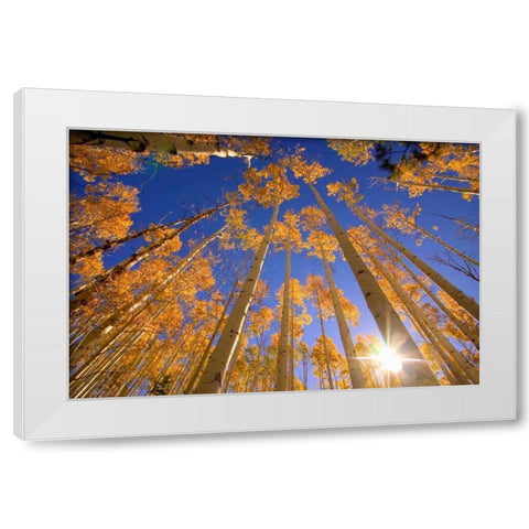 Winter Aspens White Modern Wood Framed Art Print by ODell, Dale
