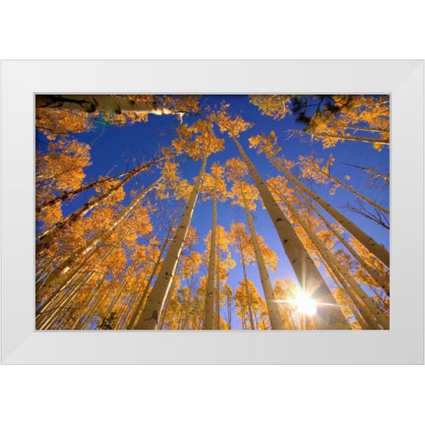 Winter Aspens White Modern Wood Framed Art Print by ODell, Dale