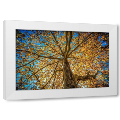 Fall Tree White Modern Wood Framed Art Print by Oldford, Tim