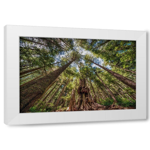 Avatar Grove Canopy White Modern Wood Framed Art Print by Oldford, Tim
