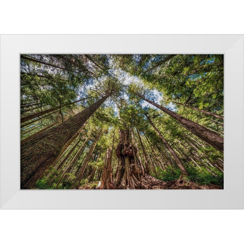 Avatar Grove Canopy White Modern Wood Framed Art Print by Oldford, Tim