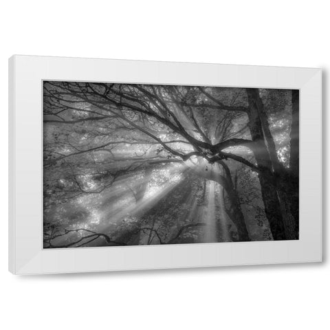 Forest Fog White Modern Wood Framed Art Print by Oldford, Tim