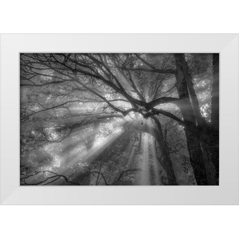 Forest Fog White Modern Wood Framed Art Print by Oldford, Tim