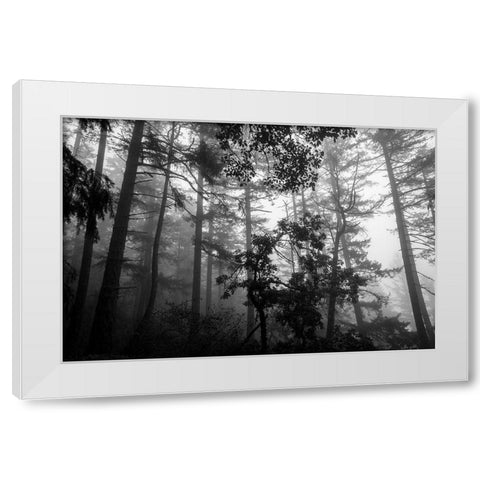 Misty Forest White Modern Wood Framed Art Print by Oldford, Tim