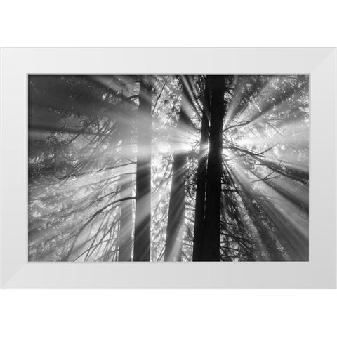 Rays White Modern Wood Framed Art Print by Oldford, Tim