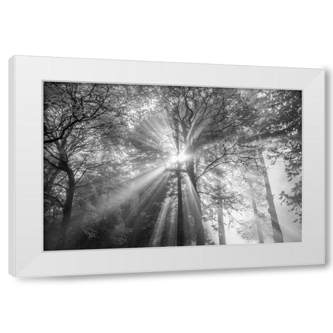 The Trees Have Eyes White Modern Wood Framed Art Print by Oldford, Tim