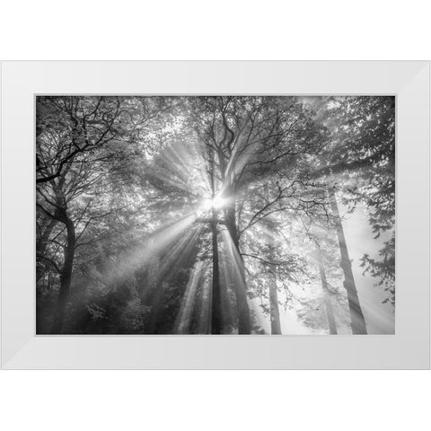 The Trees Have Eyes White Modern Wood Framed Art Print by Oldford, Tim
