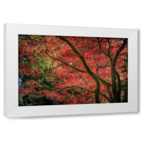 Autumn Beauty White Modern Wood Framed Art Print by Oldford, Tim