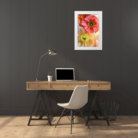 Spring Poppies White Modern Wood Framed Art Print by Okula, Carina
