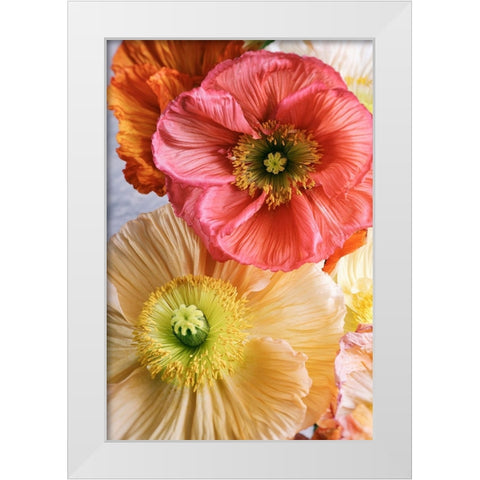 Spring Poppies White Modern Wood Framed Art Print by Okula, Carina