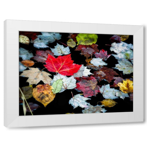 Autumn Leaves White Modern Wood Framed Art Print by Pollard, David W.