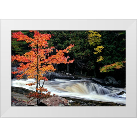 Autumn, Lower Rosseau Falls White Modern Wood Framed Art Print by Pollard, David W.