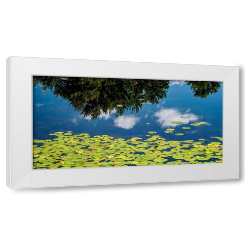 Water Lilies and Reflection White Modern Wood Framed Art Print by Pollard, David W.