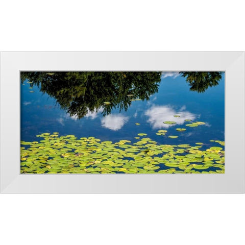 Water Lilies and Reflection White Modern Wood Framed Art Print by Pollard, David W.