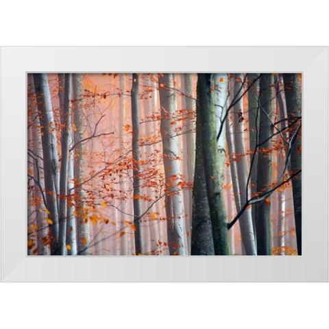 Autumn Woods White Modern Wood Framed Art Print by PhotoINC Studio