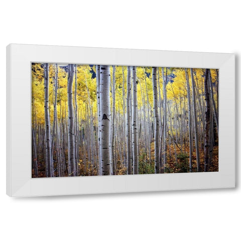 Birch Woods White Modern Wood Framed Art Print by PhotoINC Studio