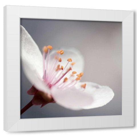Cherry Flower 1 White Modern Wood Framed Art Print by PhotoINC Studio