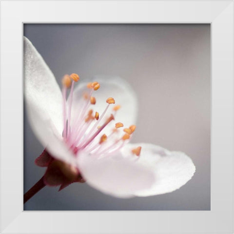 Cherry Flower 1 White Modern Wood Framed Art Print by PhotoINC Studio